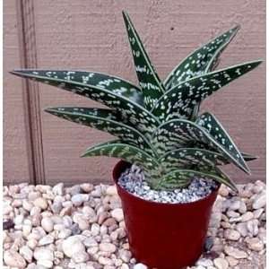  Pheasant Breast Aloe Plant Aloe variegata Easy to grow 