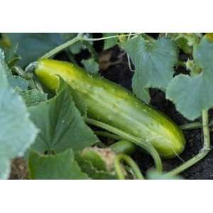 Todds Seeds   cucumbers   Poinsett 76 Cucumber Seed, Sold 