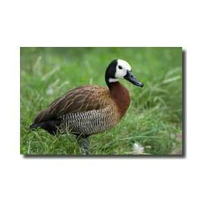 Whitefaced Whistling Duck Giclee Print