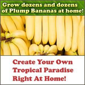  Banana Giant: Health & Personal Care