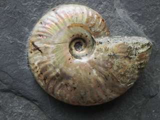 Triassic Fossil Ammonite Plate GET THE PERFECT GIFT !!!  