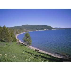  Bull Moose Beside Yellowstone Lake, Yellowstone National 