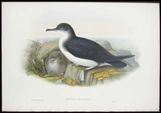 1862 ORIGINAL JOHN GOULD BIRD BRITAIN 1ST EDITION MANX SHEARWATER 