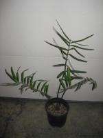 ZAMIA LODDIGESII   CYCAD   OVERGROWN 1 GALLON PLANT  