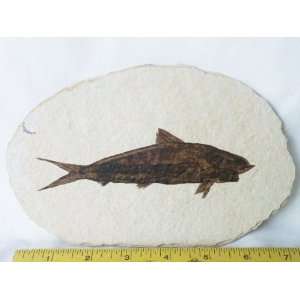  Fish Fossil, 8.44.21 