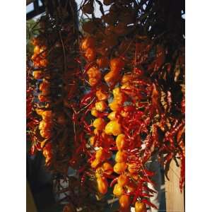 Organically Grown Peppers are Hung at the Cary Farmers Market National 