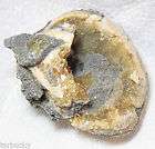 calcite clam  