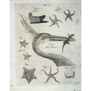   Encyclopaedia Britannica 1801 Nature Star Fish Birds