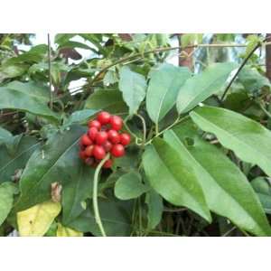  Tiliacora triandra Diels (yanang) 50 fresh seeds Patio 