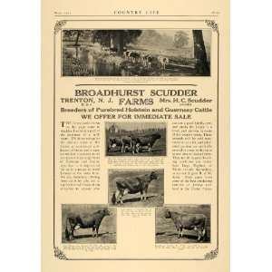  1924 Ad Broadhurst Scudder Farms Holstein Guernsey Cows 