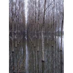  Flooded Forest Near Chalon Sur Saone, France Stretched 