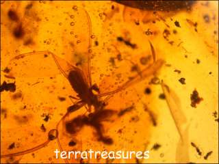 A101 DR9169 Rare Fighting Ant Menagerie Dominican Amber  