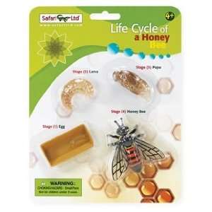  Safari Science Life Cycle of a Honey Bee Toys & Games