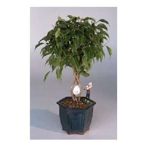   Shorty Bonsai Tree.With Miniature Golfer Figurine.(ficus benjamina