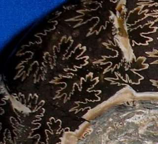 Whole Ammonite Sea fossil Fantastic Suture Pattern 4.1  