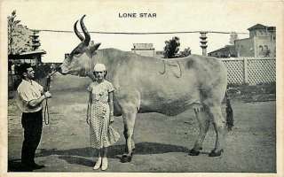Lone Star Worlds Largest Cow 1930s Vintage Postcard  
