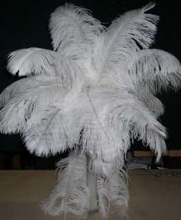 Deluxe Ostrich Wing White Feather~100~Femina~14/18long  
