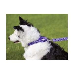  Lupine Big Dog Combo Collar: Pet Supplies