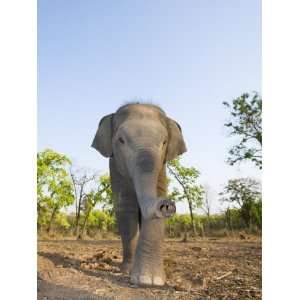 Asian Indian Elephant Bandhavgarh National Park, India. 2007 Premium 