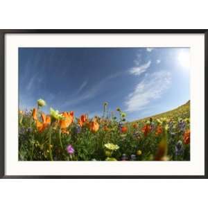 Desert Dandelion Spring Bloom, Lancaster, Antelope Valley, California 