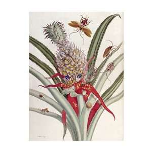  Pineapple (Ananas) With Surinam Insects by J Mulder . Art 