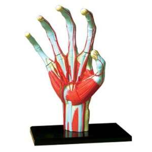  Tedco Human Anatomy   Hand Model: Toys & Games