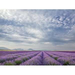  Lavender Field, Plateau De Valensole, Provence, France 