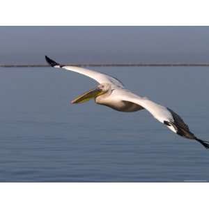 White Pelican, Pelecanus Onocrotalus, Walfish Bay, West Coast, Namibia 