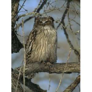  of a Rare Blakistons Fish Owl, One of the Worlds Largest Species 