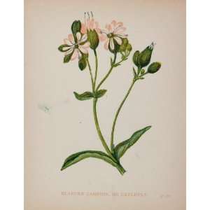  1898 Botanical Print Bladder Campion Catchfly Silene 