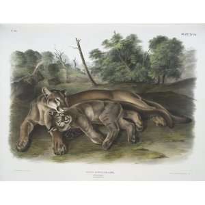   John James Audubon   24 x 18 inches   Felis concolor, The Cougar. Fe