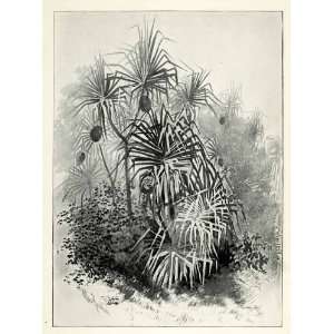  1898 Print Pandanus Corkscrew Pine Vegetation Spiral 