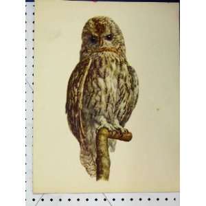  Owl Bird Prey 1977 Larousse Animal Portrait Colour