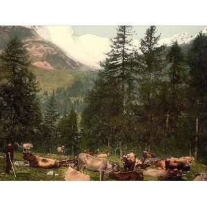  Vintage Travel Poster   St. Moritz cows at Johannisberg 