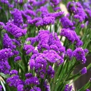  Statice  Limonium  Purple Attraction   25 Seeds Patio 