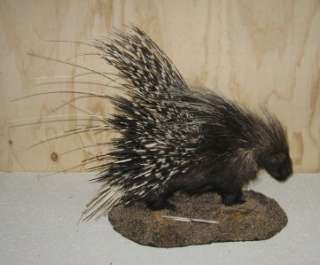 AFRICAN PORCUPINE FULL MOUNT   SPECTACULAR   NEW   #P8  