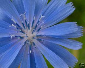 Organic Wild Chicory, Un treated Seeds, Tonic Effects  