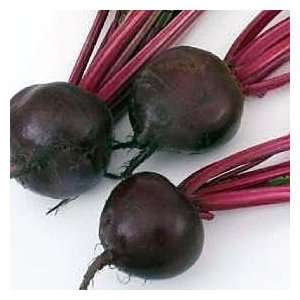  Kestrel F1 Hybrid Beet 150 Seeds   Great Cooked or Raw 