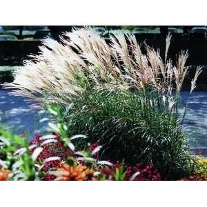  GRASS MAIDEN ADAGIO DWF / 1 gallon Potted Patio, Lawn 