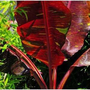  Siam Ruby Red Leaf Banana Plant Musa Red [TE009] Patio 