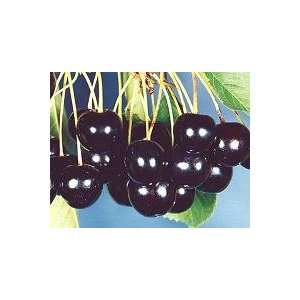  Sweet Black Cherry Tree Prunus serotina   10 Seeds by 