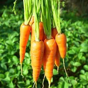 Carrots   Heirloom Danvers 126 Half Long Carrot, 800 Seed Per Packet