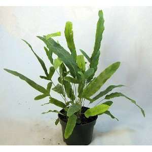  Blue Star Rabbits Foot Fern 4 pot   Cool Blue Color 