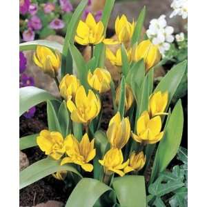  Tulip Dasystemon Tarda yellow white edge 10_bulbs Patio 