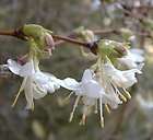 Fragrant * Winter Blooming Honeysuckle Seeds