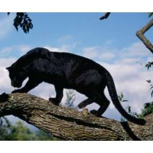  Black Panther Photo in a Tree Mousepads