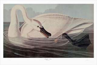 Ltd. Ed. Loates Audubon TRUMPETER SWAN Bird Print  