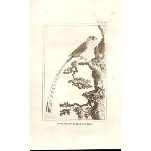  The Chaffinch 1812 Buffon Birds Plate 91