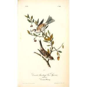   John James Audubon   24 x 40 inches   Canada Buntin Home & Kitchen