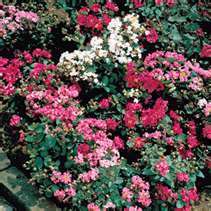 CRAPE MYRTLE SUPERSONIC 30 SEEDS  DWARF  